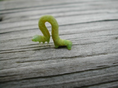 Dissertation alexander warta image